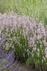 lavandula-rosea_7.jpg