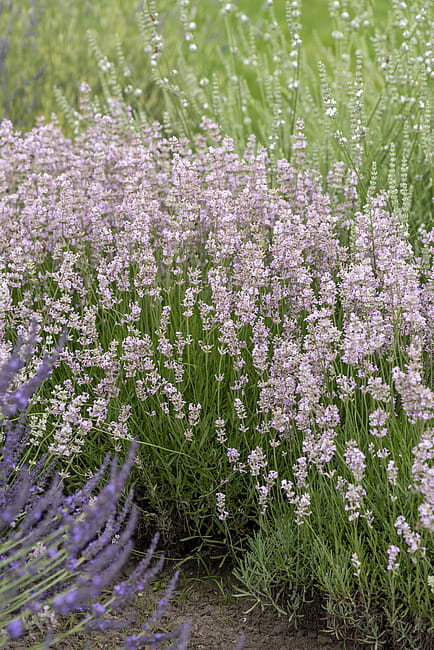 lavandula-rosea_7.jpg