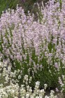 lavandula-rosea_5.jpg