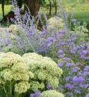 The cool colors of Bluebeard, Russian Sage and Autumn Joy Sedum in my garden_.jpg