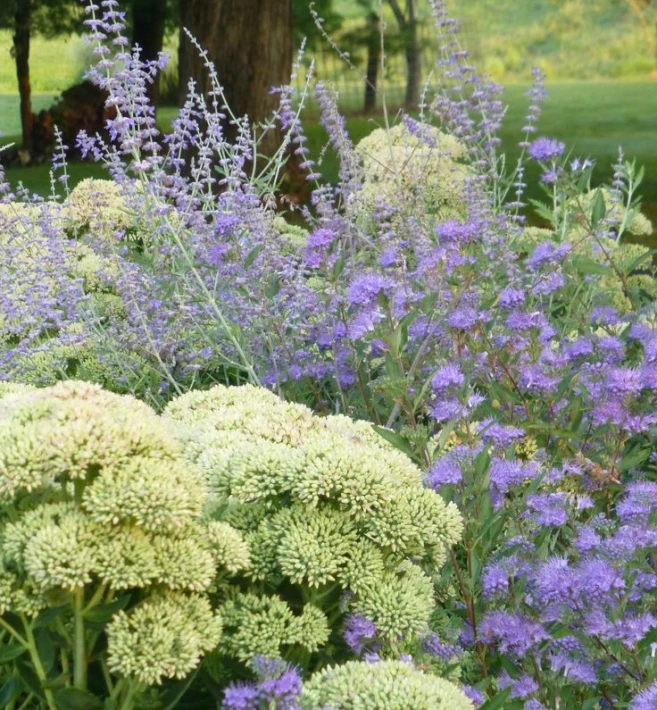 The cool colors of Bluebeard, Russian Sage and Autumn Joy Sedum in my garden_.jpg
