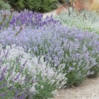 Lavender-Mixed_0011383__40439.jpg