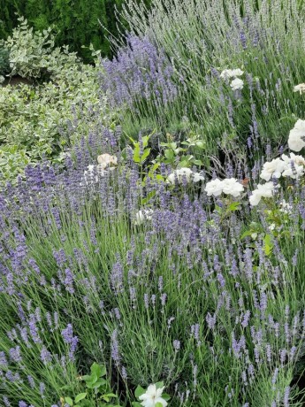lavender-3.jpg