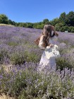 lavender field aesthetic.jpg