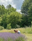lavender advocate.jpg