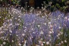 Il giardino italiano contemporaneo | Stefano Assogna Garden Designer.jpg