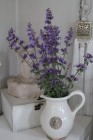 Catmint.jpg