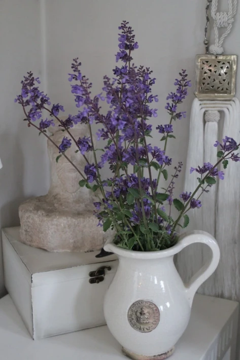 Catmint.jpg