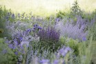 blue catmint.jpg