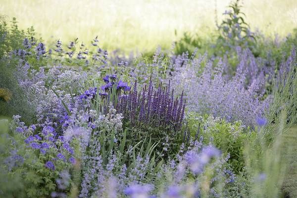blue catmint.jpg
