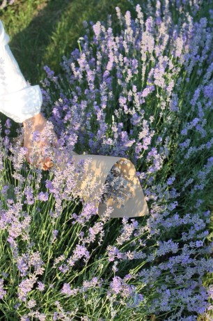 #lavender #nature #dream .jpg