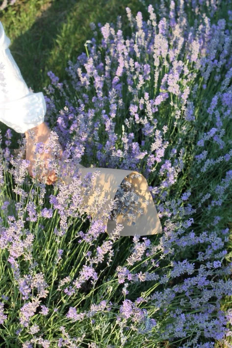 #lavender #nature #dream .jpg