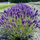 IMG_3474.JPG.webp