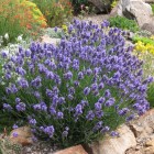 lavandula_angustifolia_thumbelina_leigh__web-1.jpeg