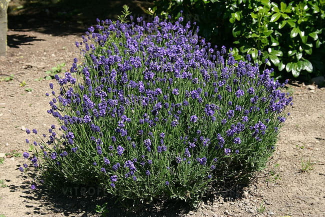 lavandula-thumbelina-leigh_1.jpg