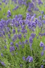 lavandula-thumbelina-leigh_8.jpg