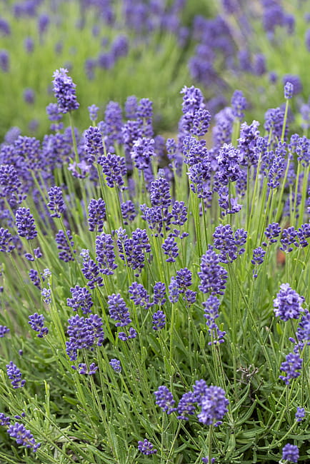 lavandula-thumbelina-leigh_8.jpg