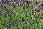 Lavandula_angustifolia_Imperial_Gem_3_nbrcg_fk.jpg.webp