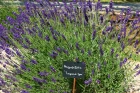 Lavandula_angustifolia_Imperial_Gem_2_nbrcg_fk.jpg.webp