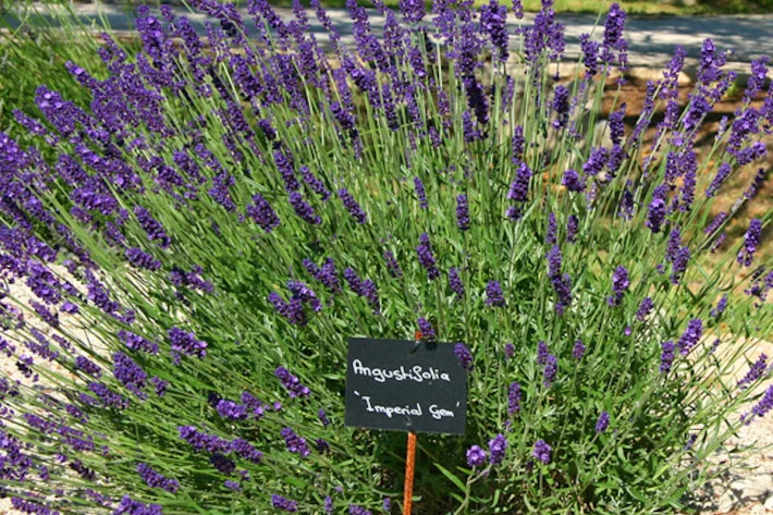 Lavandula_angustifolia_Imperial_Gem_2_nbrcg_fk.jpg.webp